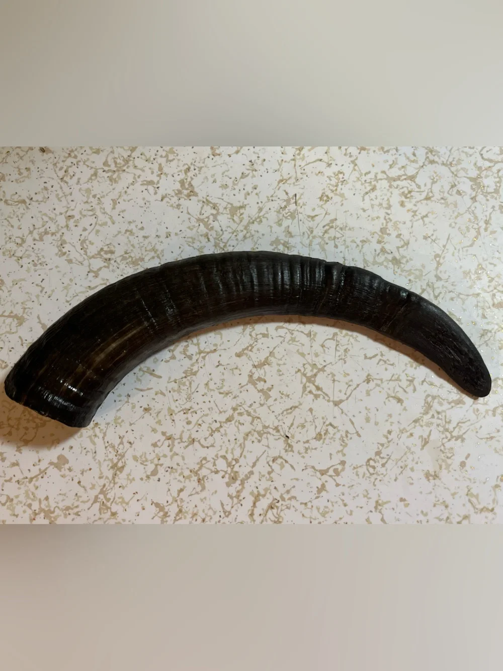 Water buffalo horn